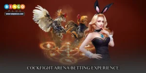 cockfight arena betting experience